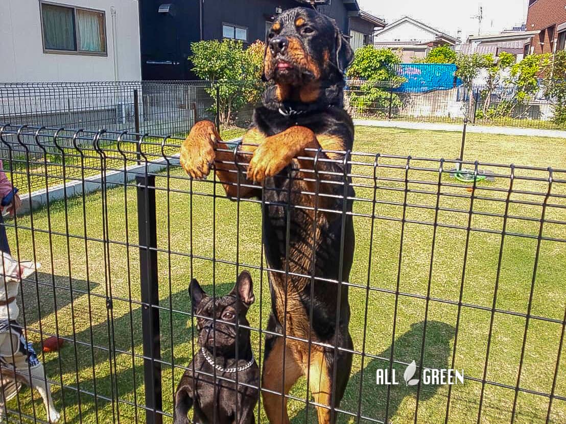 敷地内にドッグランを 北名古屋市にある愛犬を想ったリフォーム外構