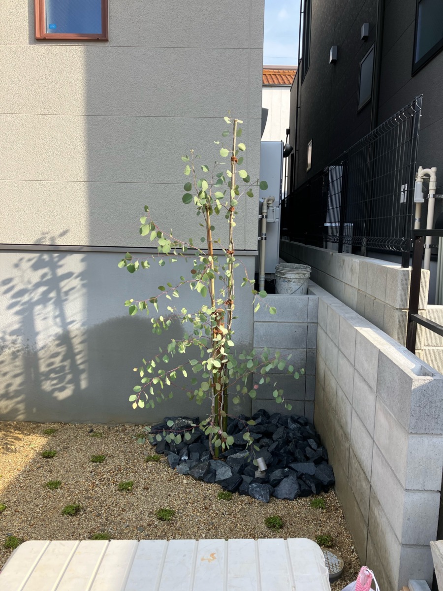 toyoakeshi_Y_blog_08639_10